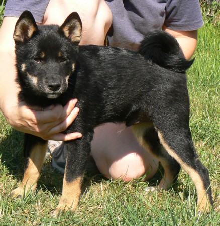 štěně shiba inu