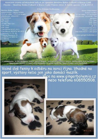 Krásné fenky JRT k prodeji