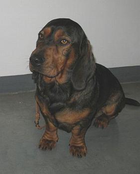 Alpsk� jezev��kovit� brak��