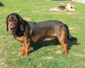 Alpsk� jezev��kovit� brak��