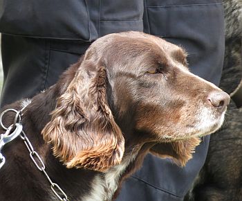 Andy nadprapor��ka Paczelta