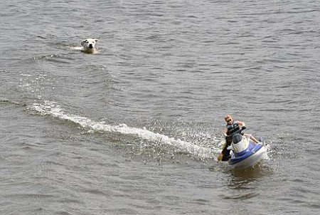 Plav�n� ps� - Slezsk� Harta