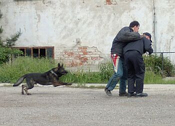 Pes musel ubr�nit psovoda p�i p�epadu u prohl�dky pachatele...