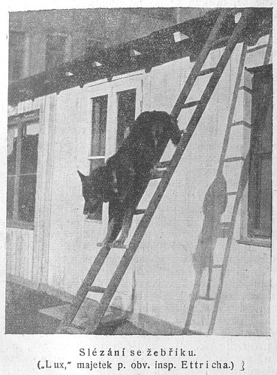 Slézání po žebříku