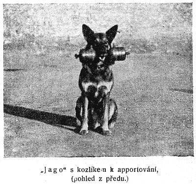 Jago s kozl�kem k apportov�n�