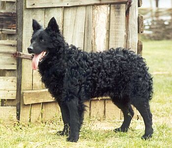 HCh. K�r�sh�ti-P�sztor Lantos, pes, typicky p�edstavitel plemene