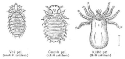 Ve� ps� - �mel�k ps� - Kl�t� ps�