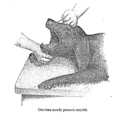 Otevření mordy pomocí smyček