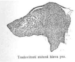 Trudovitost� sti�en� hlava psa