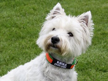 Identifik�tor na obojku