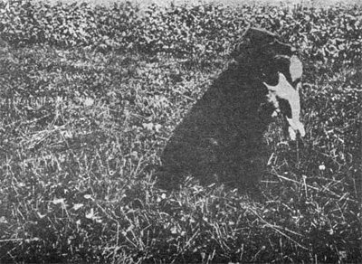 Výcvik psů v přinášení