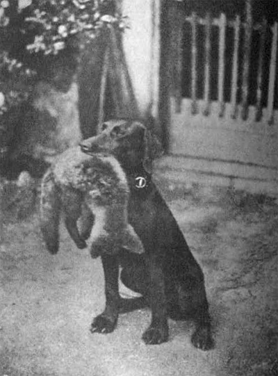 Cvik s li��etem. Druh� p�inesen� dobrovoln�.