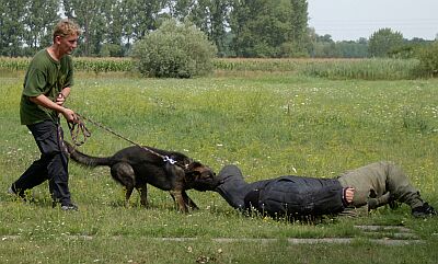 V�cvik policejn�ho psa