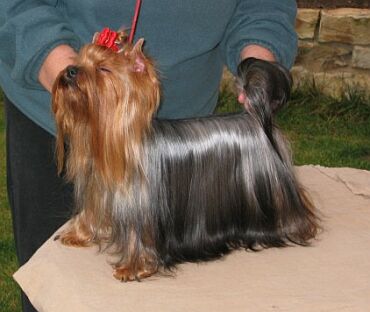 Julianka �lut� �eka